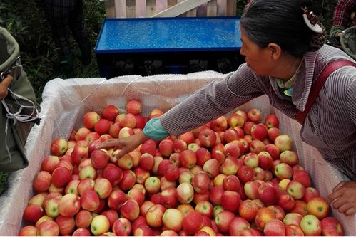 县域新供给 农业头部央企凯盛浩丰上淘特卖新品草莓番茄