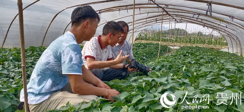 大数据与电子商务双轮驱动，思南农特产品迈出山门