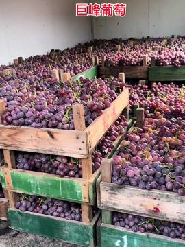 新鲜采摘 自家果园优质农产品，口感极佳，欢迎尝鲜