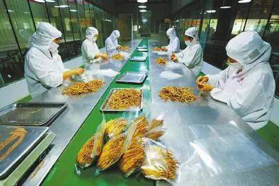 黄花之乡 凌晨采“花”——渠县特色农产品发展纪实